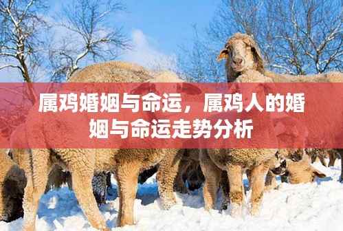 属鸡人的婚姻与命运走势深度解析