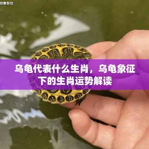 乌龟象征的生肖运势解读,深度解析乌龟代表的生肖意义