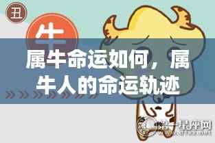 属牛人的命运探索，稳健步伐与命运轨迹的探寻