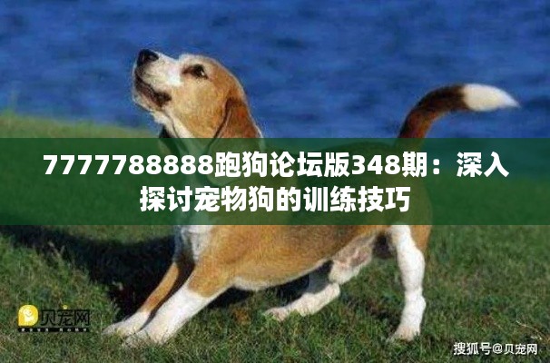 7777788888跑狗论坛版348期:深入探讨宠物狗的训练技巧