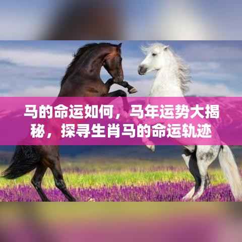 生肖马命运揭秘,探寻马年运势与命运轨迹
