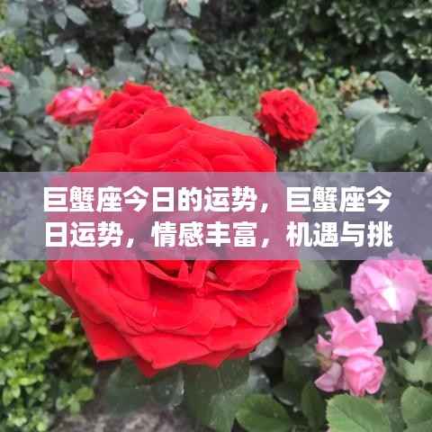 巨蟹座今日运势，情感丰富，机遇挑战并存