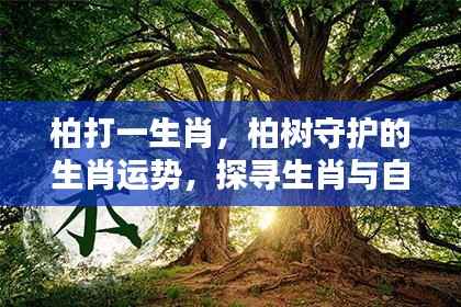 柏树守护的生肖运势揭秘,探寻生肖与自然的和谐共生之道