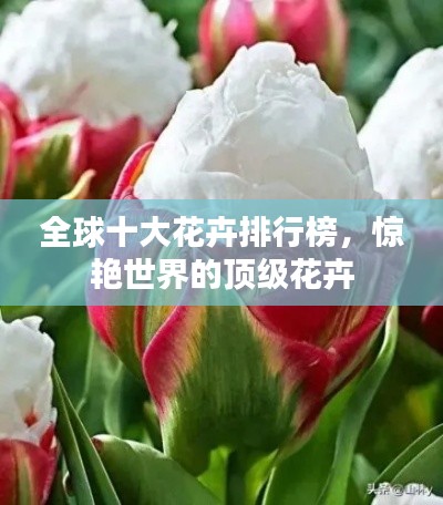 全球十大花卉排行榜,惊艳世界的顶级花卉
