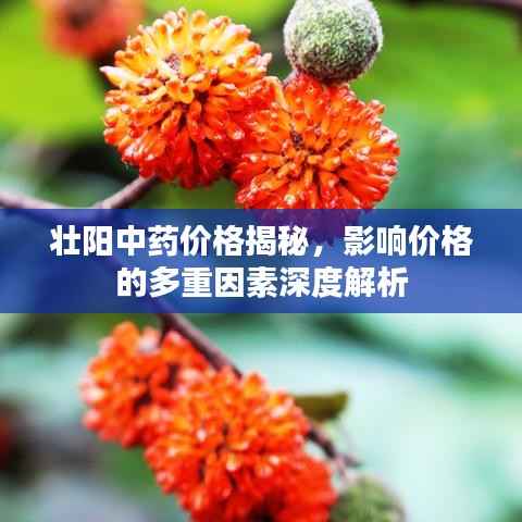 壮阳中药价格揭秘,影响价格的多重因素深度解析