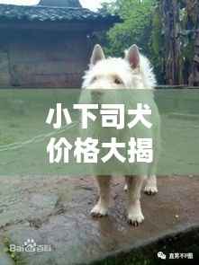 小下司犬价格大揭秘，购买须知全解析