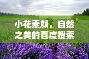 小花素颜，自然之美的百度搜索探险之旅